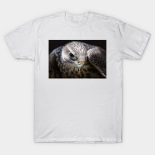 Falcon T-Shirt